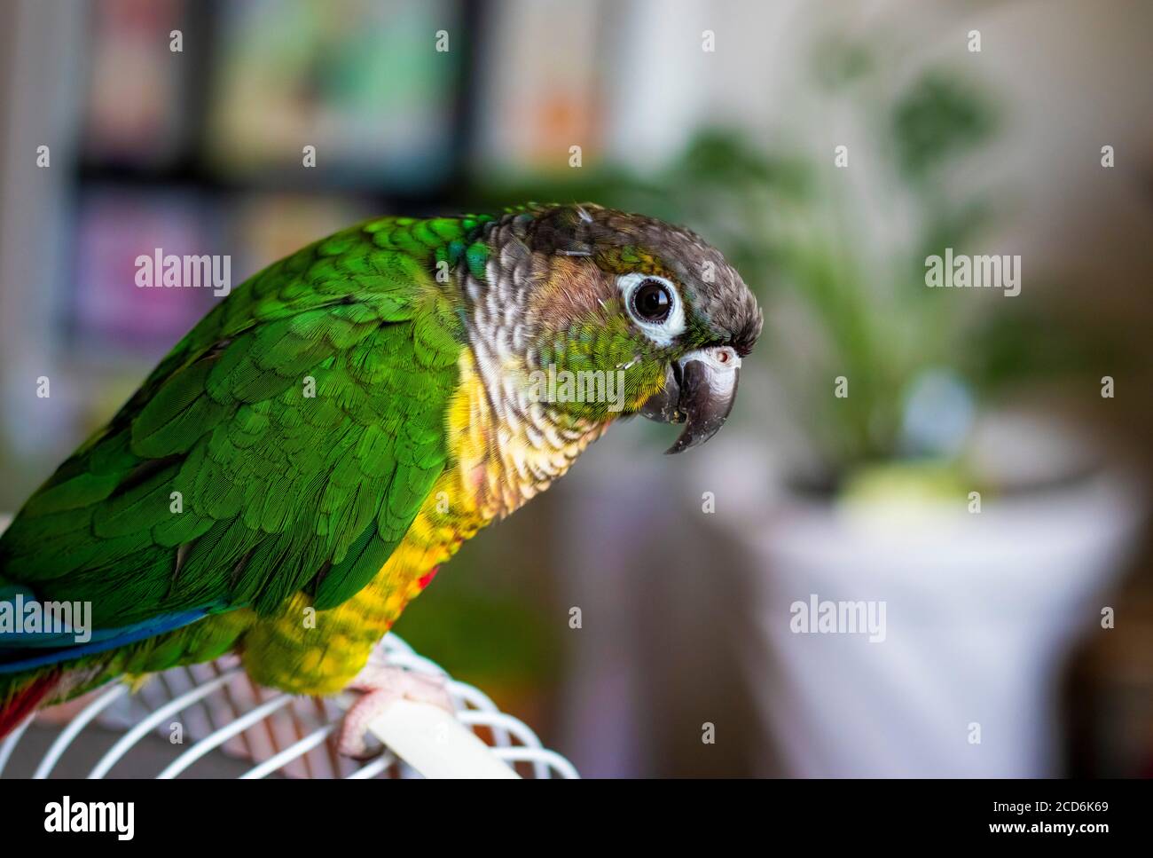 la mia guancia verde sulla sua gabbia . Foto Stock