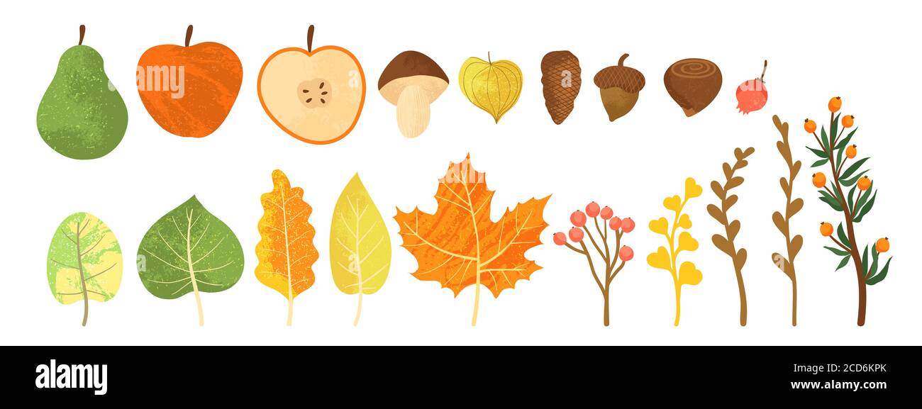 Set di foglie d'autunno colorate, bacche, mele, pere e noci. Isolato su sfondo bianco. Semplice stile piatto cartoon con texture. Vettore illustrati Illustrazione Vettoriale