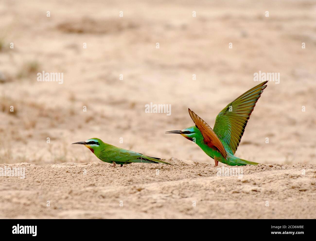 Mangiatori di api in riserve naturali del Pakistan Foto Stock