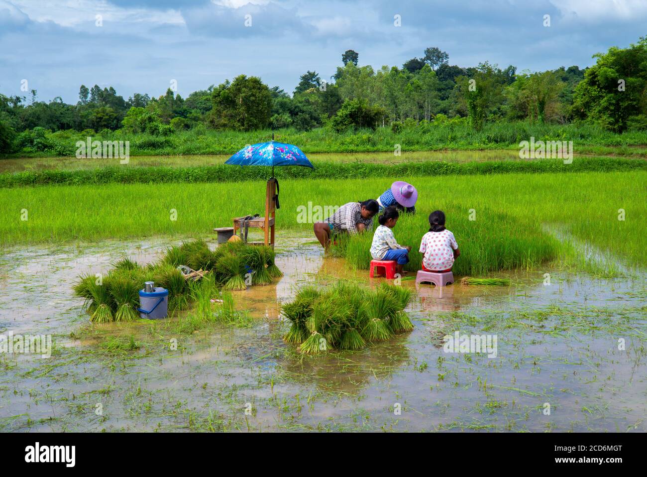 Famiglia che piantano riso a Nakhon Nayok, Thailandia Foto Stock