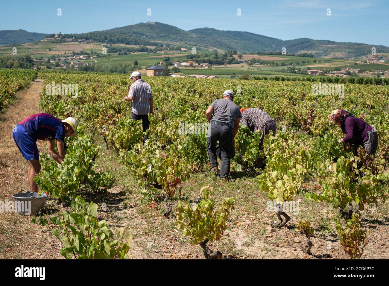 Il 25/08/2020, Denicé, Auvergne-Rhône-Alpes, Francia. La vendemmia 2020 è iniziata molto presto quest'anno nel Beaujolais. Foto Stock