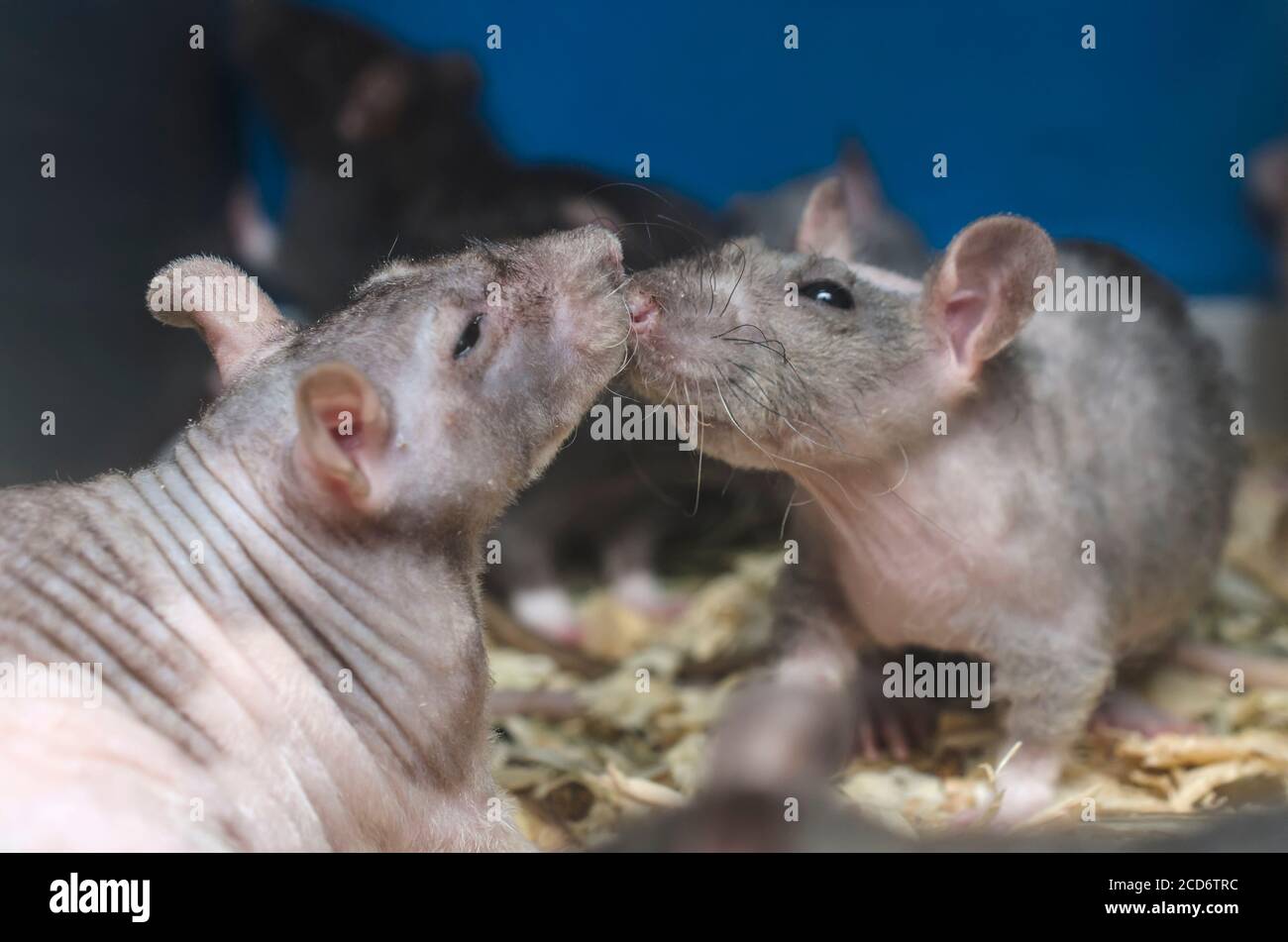 laboratorio di ratto dietro il bicchiere, due ratti Foto Stock