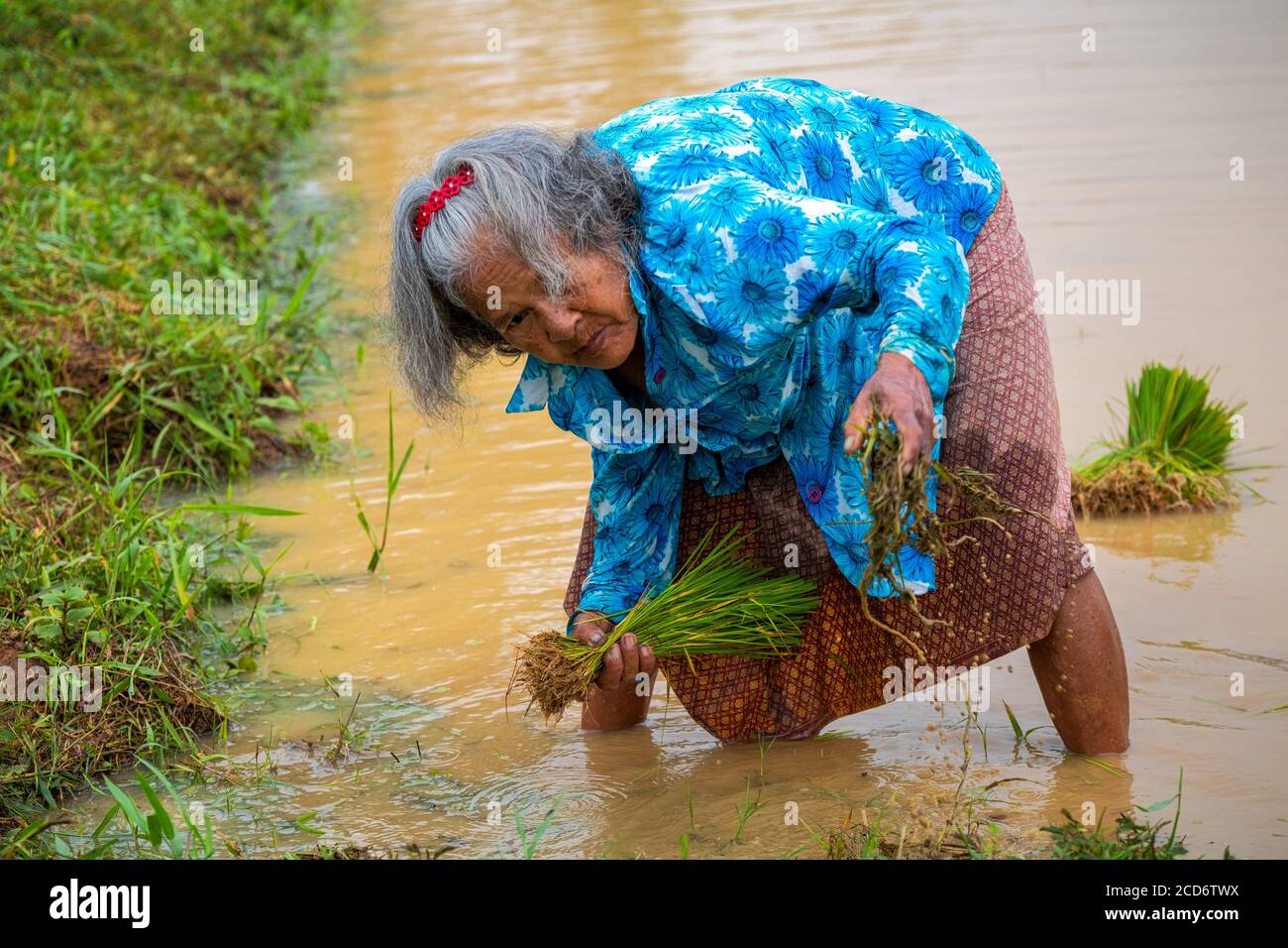 La semina del riso in Nakhon Nayok, Thailandia Foto Stock