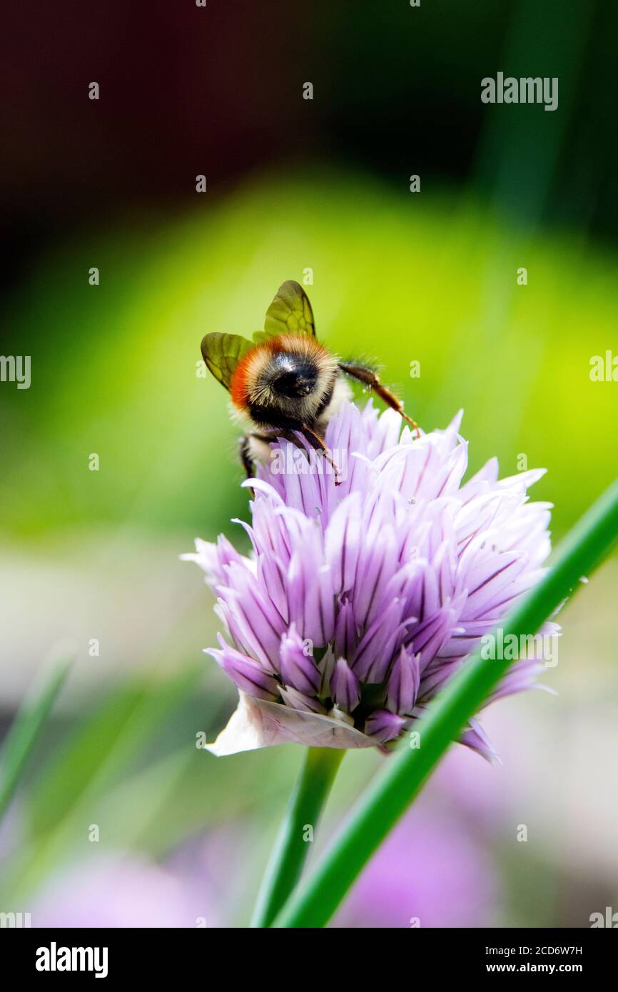 Primo piano di ape di miele su fiore di erba cipollina in un Giardino di erbe cortile in una soleggiata giornata estiva Foto Stock