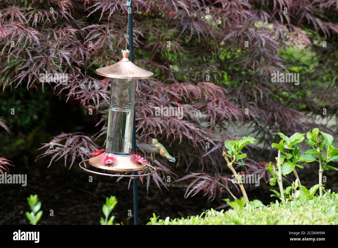 Hummingbird in volo per l'alimentatore oscillante in giardino Foto Stock