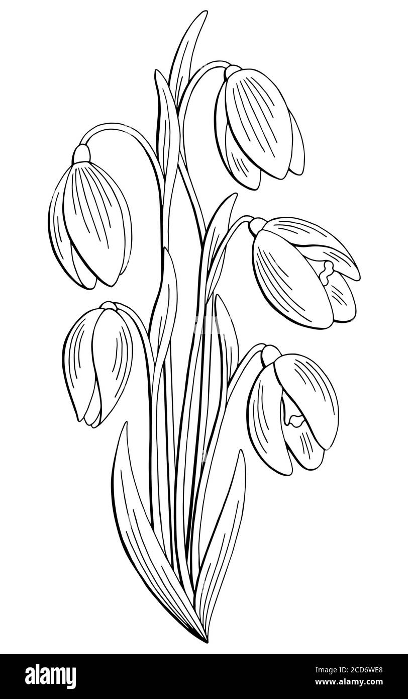 Fiore Snowdrop grafico nero bianco isolato bouquet disegno vettore Illustrazione Vettoriale