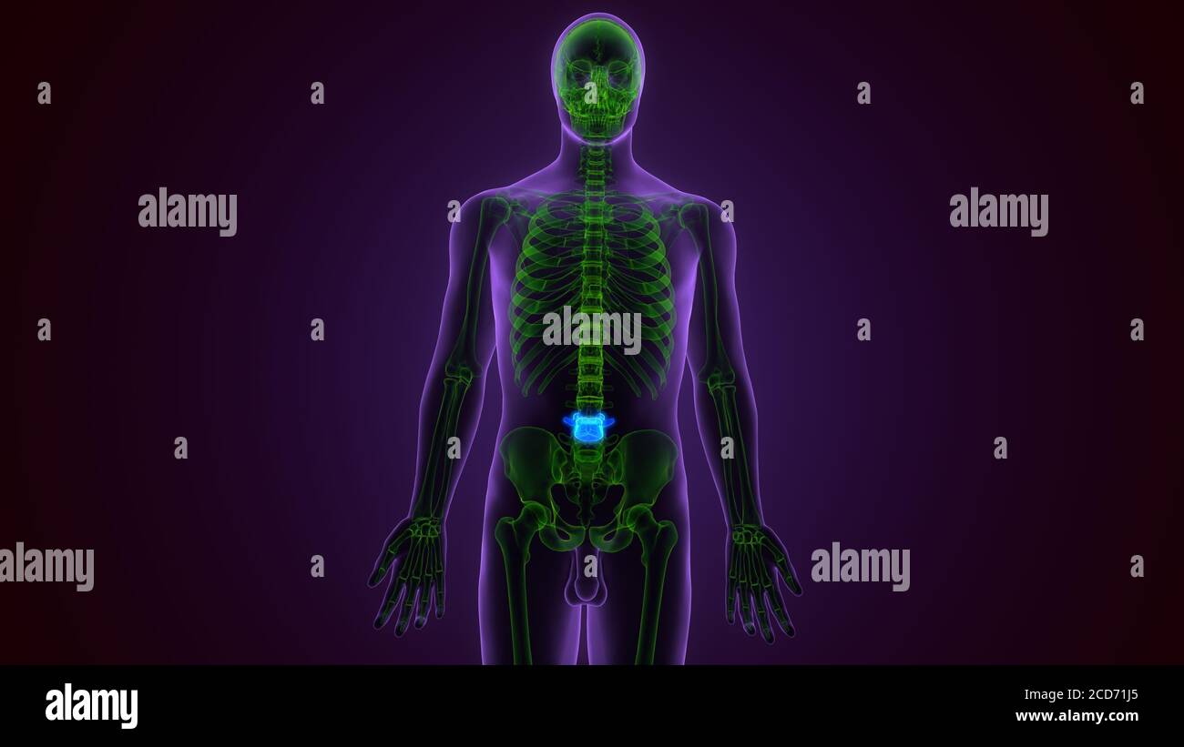 Illustrazione 3D concetto vertebre Lumbar della colonna vertebrale del midollo spinale Dell'anatomia del sistema scheletro umano Foto Stock