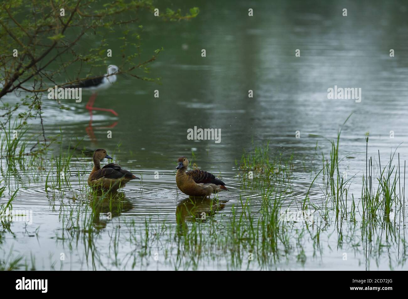 Coppia di anatre fischianti minore che galleggia in acqua a keoladeo National parco o bharatpur uccello santuario rajasthan india - Dendrocygna javanica Foto Stock