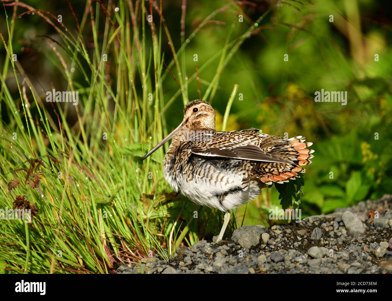 Snipe comune (Gallinago gallinago faeroeensis) tra l'erba. Islanda, Europa Foto Stock