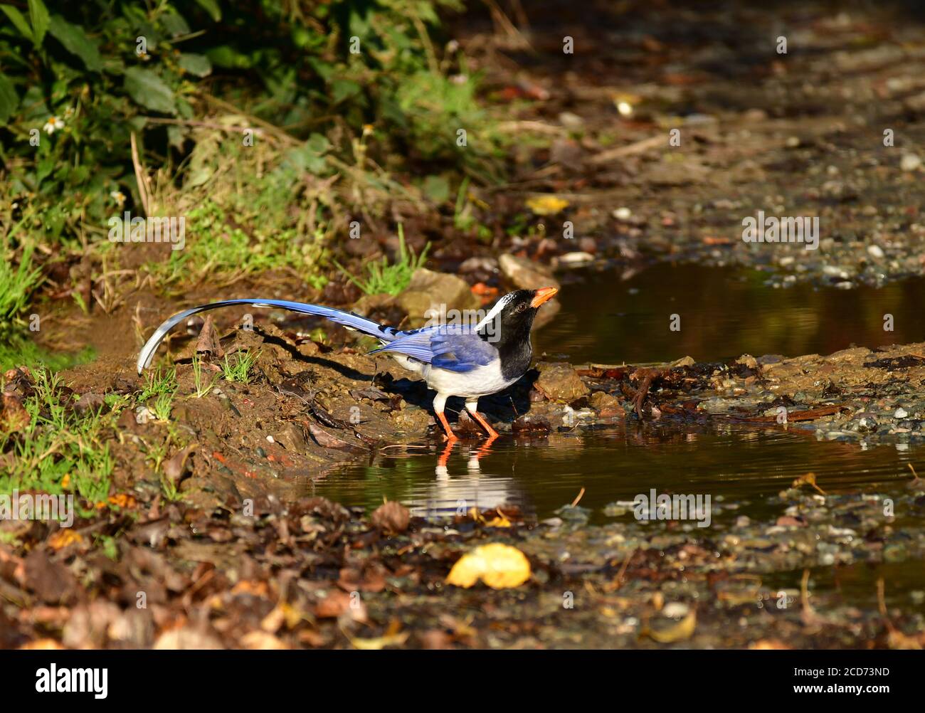 Acqua potabile Blue Magpie (urocissa erythrorhyncha) con fatturazione rossa. Pandot, India Foto Stock