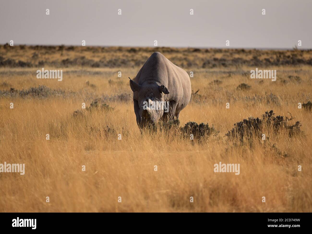Vista frontale di rinoceronti neri o rinoceronti a gancio (Diceros bicornis) con corna tagliate. Parco Nazionale di Etosha, Namibia Foto Stock Vista frontale di rinoceronti neri o rinoceronti a gancio (Diceros bicornis) con corna tagliate. Parco Nazionale di Etosha, Namibia Foto Stock