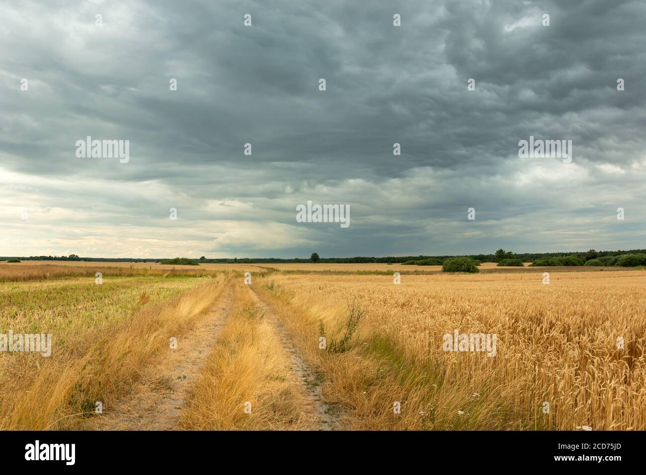 La strada attraverso i campi con grano e nuvole scure dentro il cielo Foto Stock