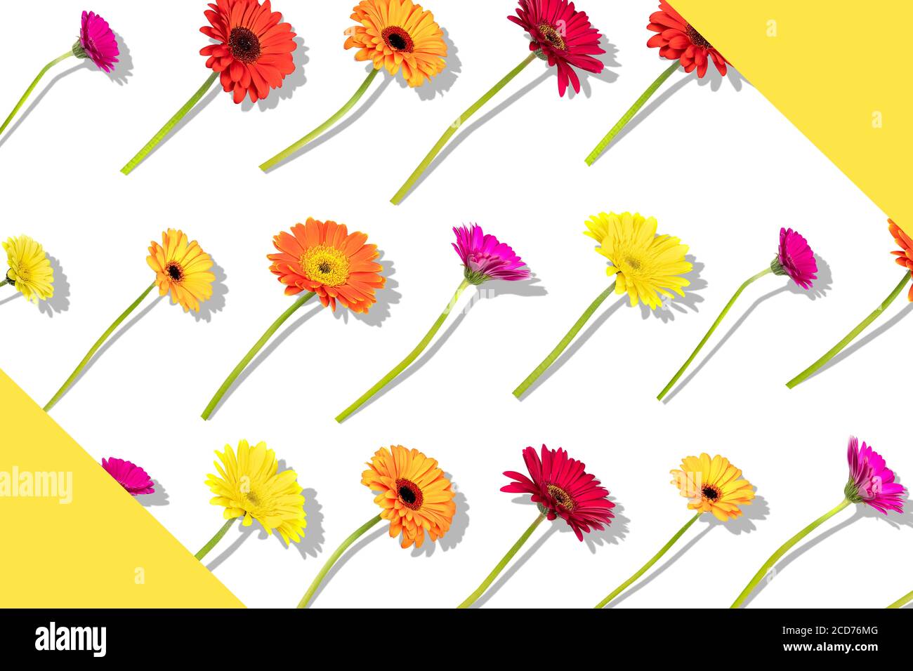 Composizione floreale con diversi colori fiori gerbera con ombra su sfondo bianco. Ripetizione di posa piatta, vista dall'alto. Foto Stock