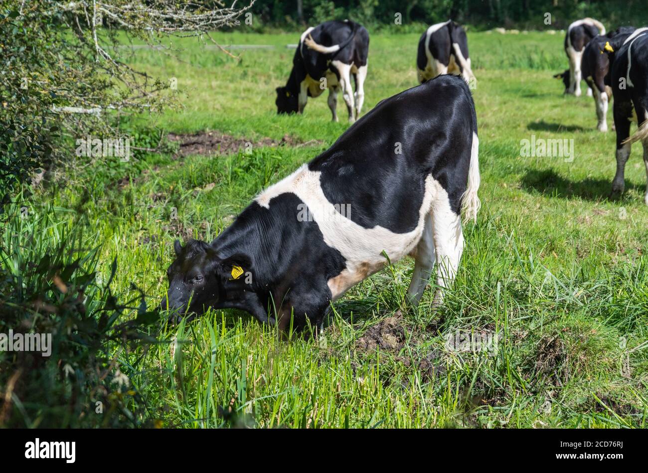 Mucca bianca e nera che lotta per raggiungere un ruscello di bere acqua, in un campo nella campagna britannica nel Sussex occidentale, Inghilterra, Regno Unito. Foto Stock