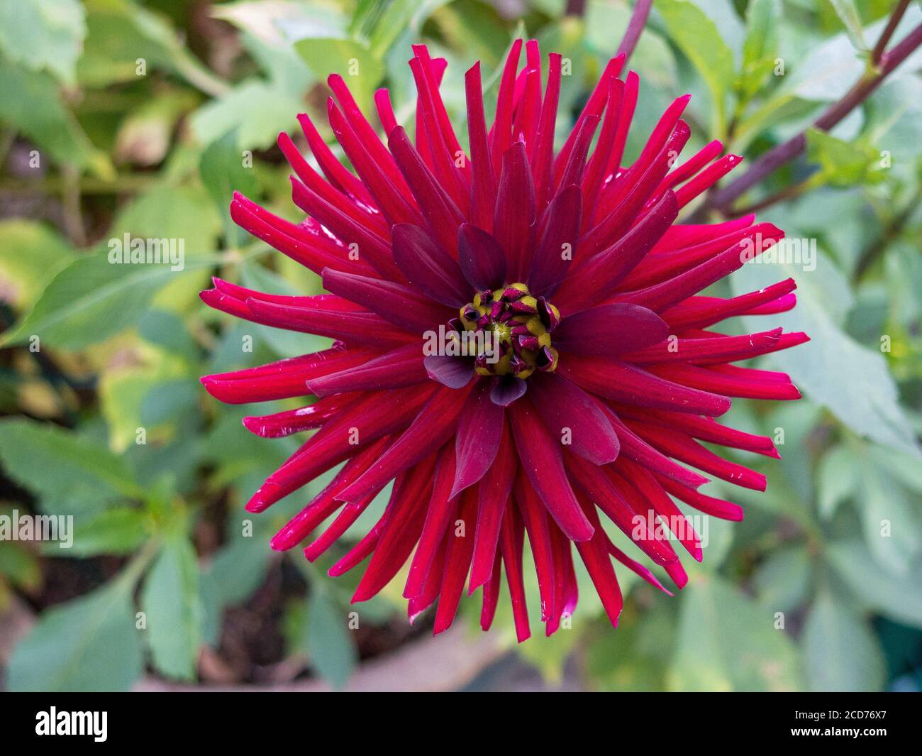 Dahlia 'Chat Noir " Foto Stock