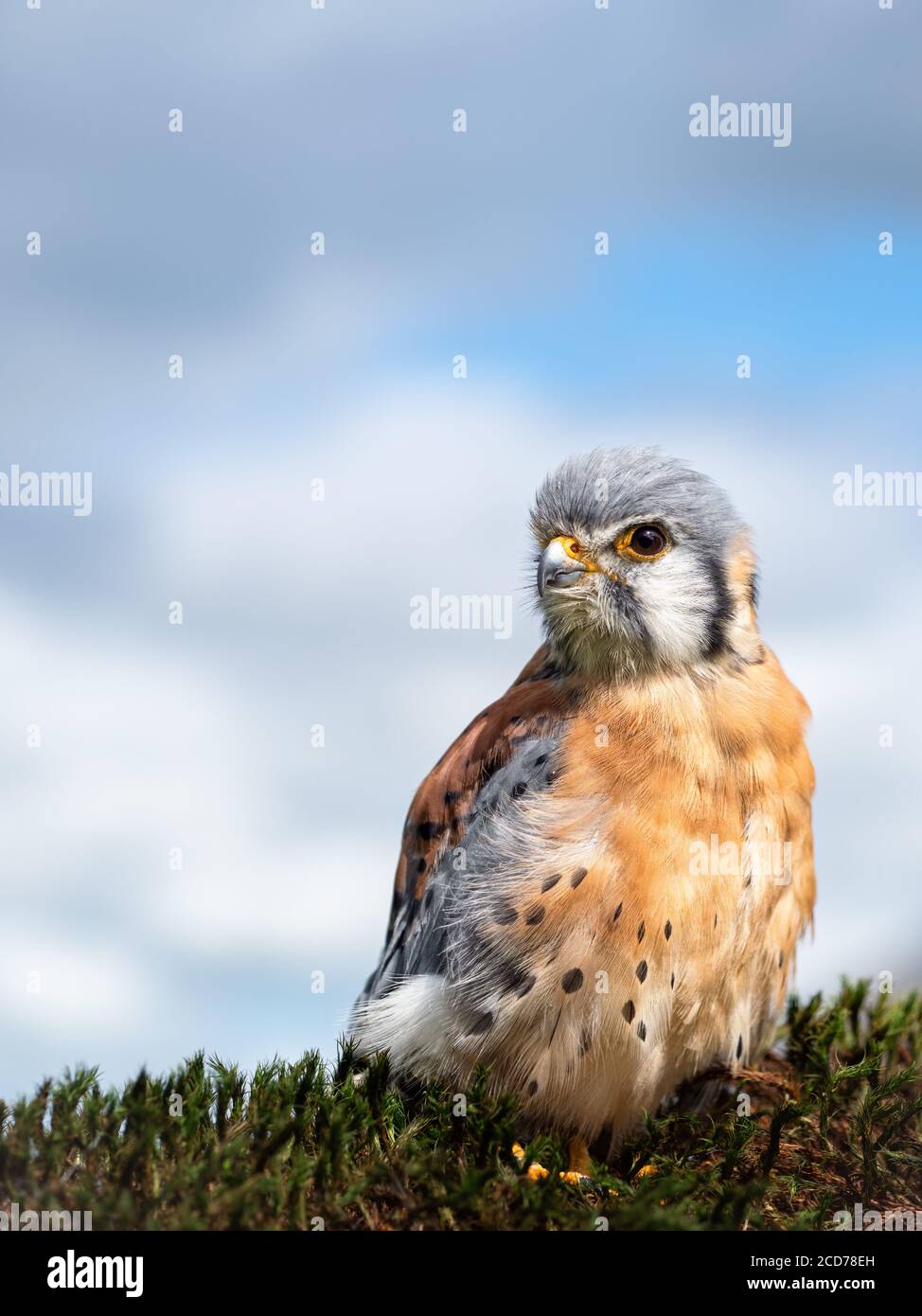 Gheppio americano Falco sparverius. Il falco più piccolo e più comune in Nord America. Foto Stock