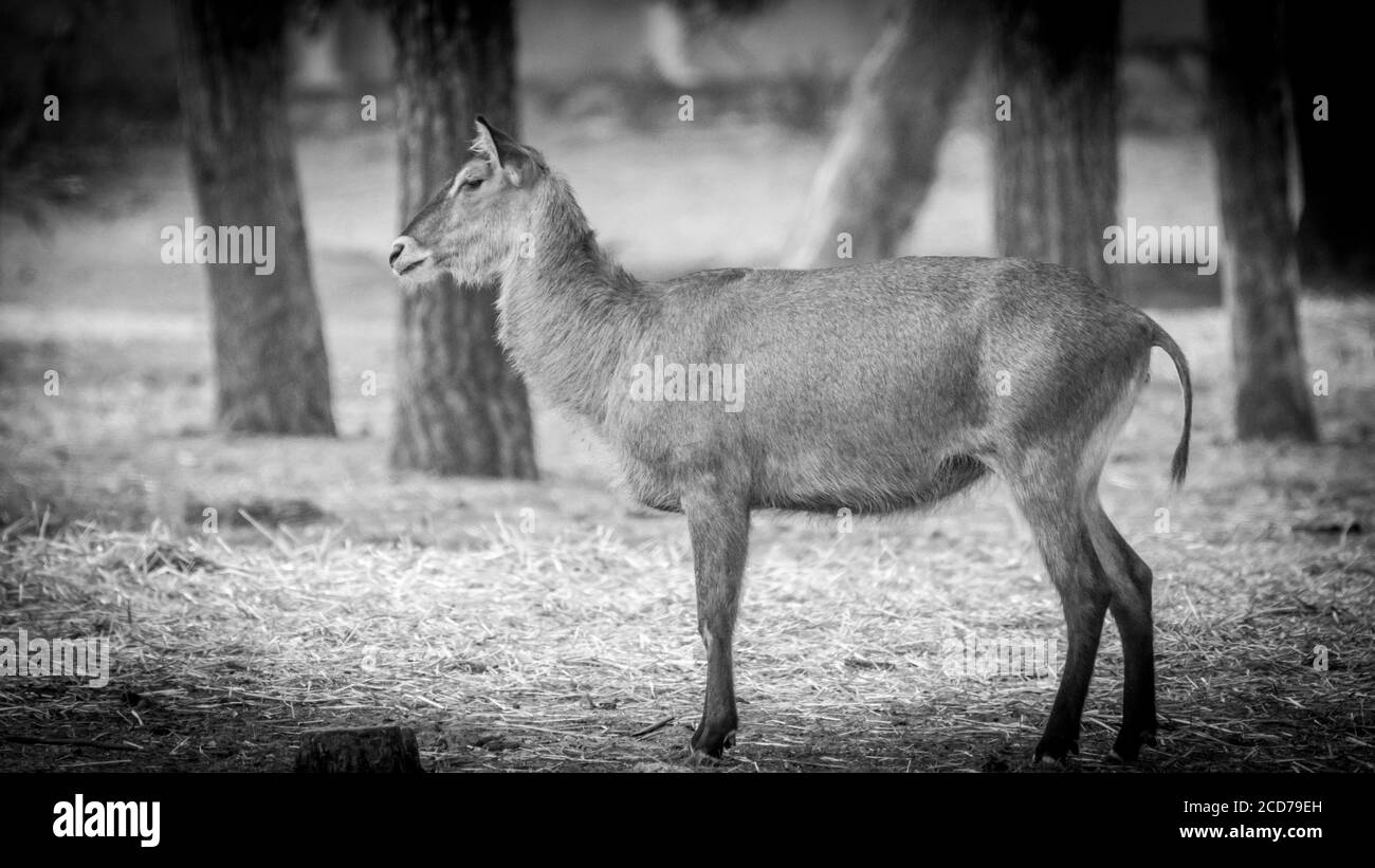 Isolato primo piano di un maturo femmina acqua-buck Foto Stock
