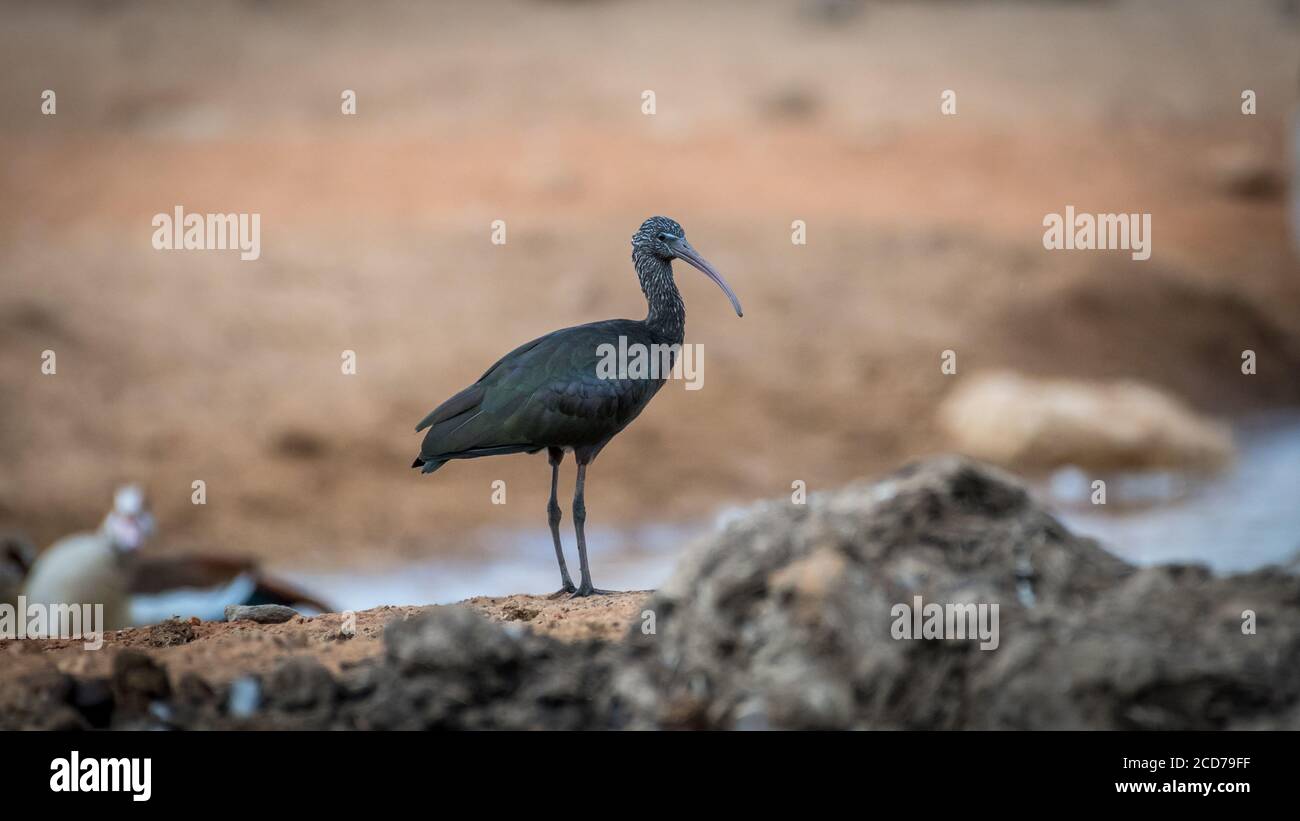 Ritratto isolato di un uccello Ibis Foto Stock