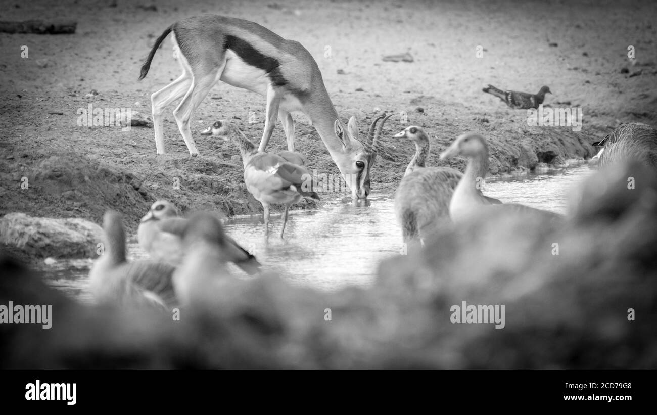 Isolato primo piano del bellissimo ritratto di Thomson Gazelle- Israele Foto Stock