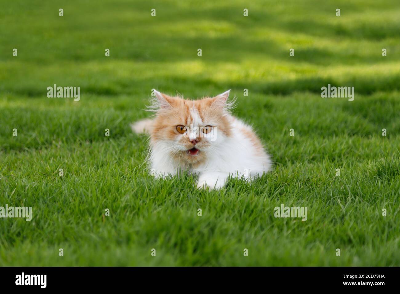 Il gatto persiano carino è seduto su un campo di erba verde, fuoco selettivo profondità di campo poco profonda Foto Stock