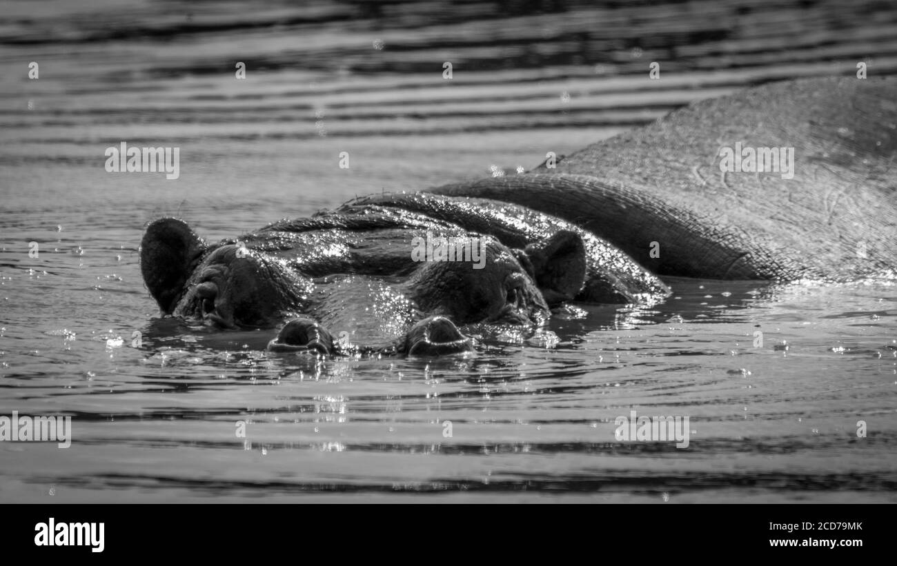 Isolato primo piano di un singolo ippopotamo in nero e. Bianco- Israele Foto Stock