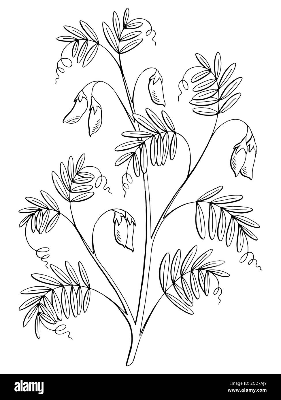 Lentil pianta grafica nero bianco isolato disegno vettore Illustrazione Vettoriale