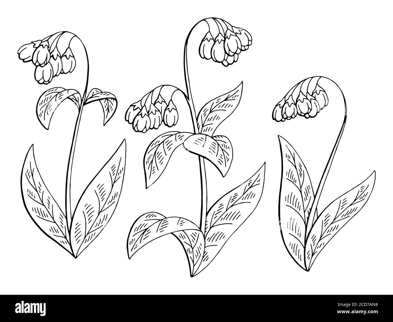 Comfrey flower grafico nero bianco isolato disegno insieme vettore illustrazione Illustrazione Vettoriale