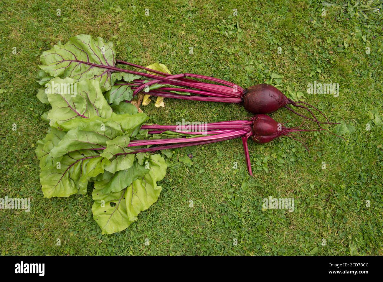 Home coltivato biologico Beetroot (Beta vulgaris) su uno sfondo di erba in un Country Cottage Garden in Devon, Inghilterra, Regno Unito Foto Stock