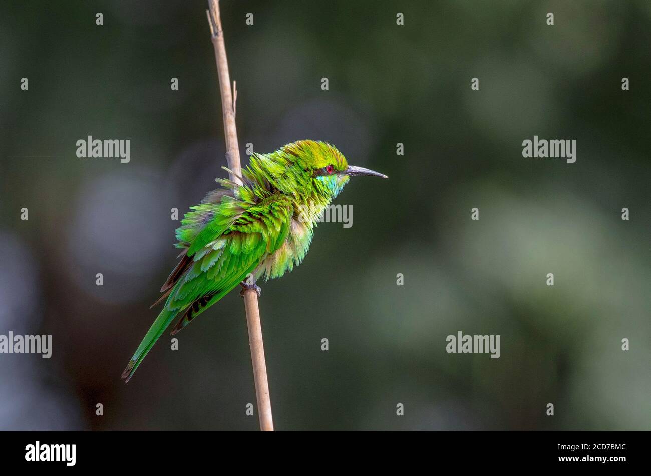 mangiatori di api nella fauna selvatica Foto Stock