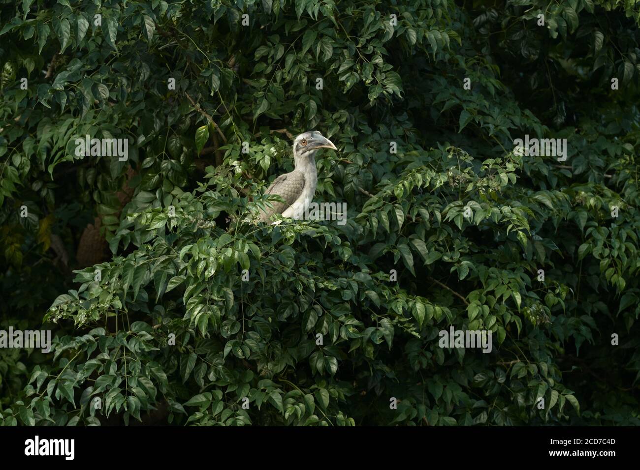 Indian Grey Hornbill guardando in cima all'albero, India. Foto Stock