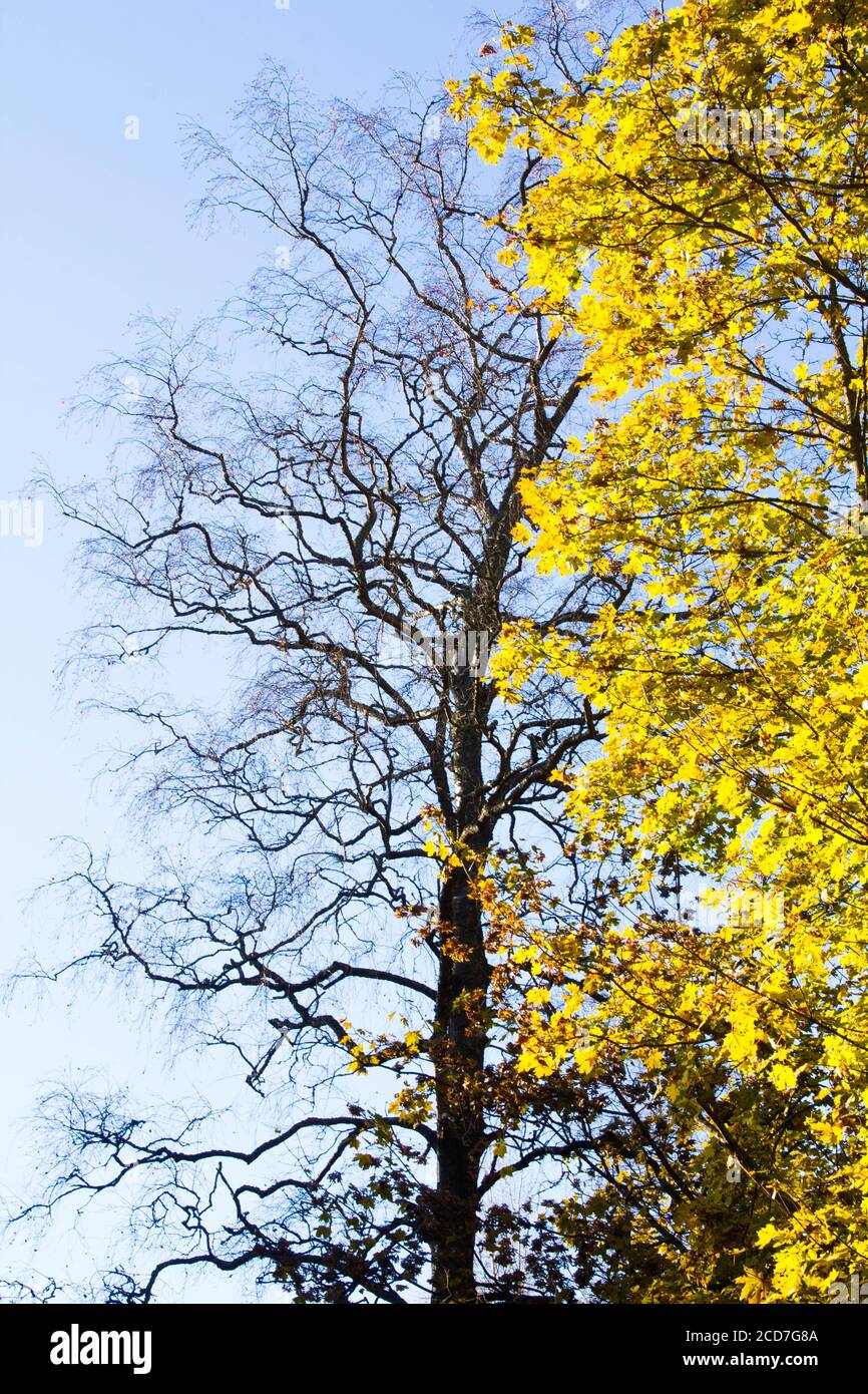 un acero con foglie di autunno gialle contro un nero secco albero ed entrambi contro un cielo blu Foto Stock