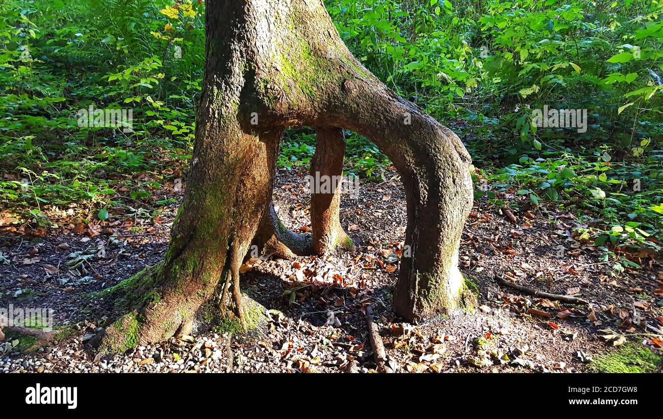 radice ramificata dell'albero nella foresta Foto Stock