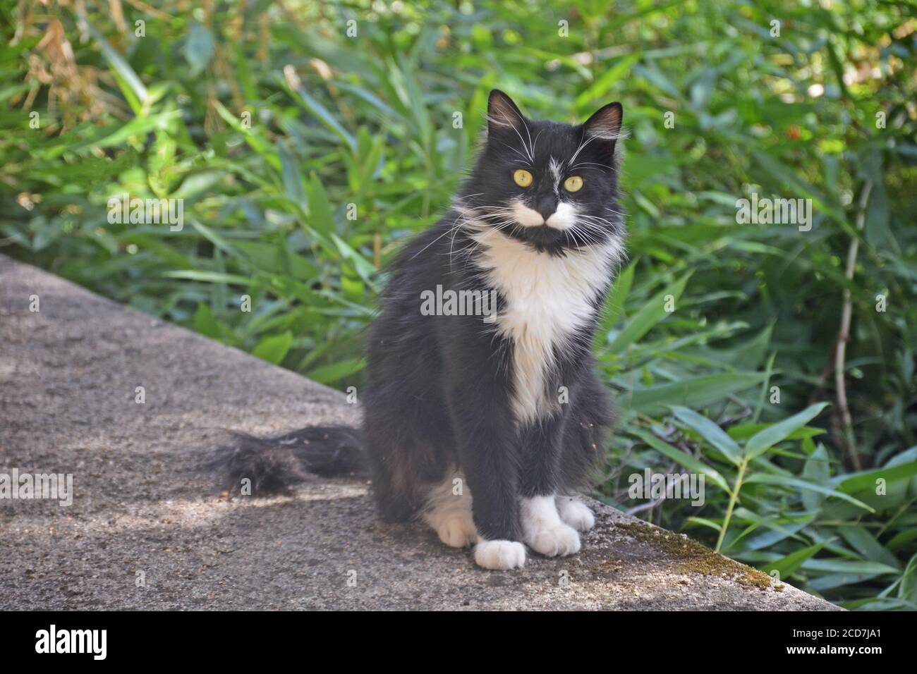 Gatto bianco e nero selvatico in un giardino, Issoire, Francia Foto Stock