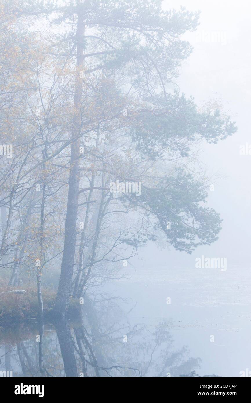 Alberi di pino in nebbia su un lago Foto Stock