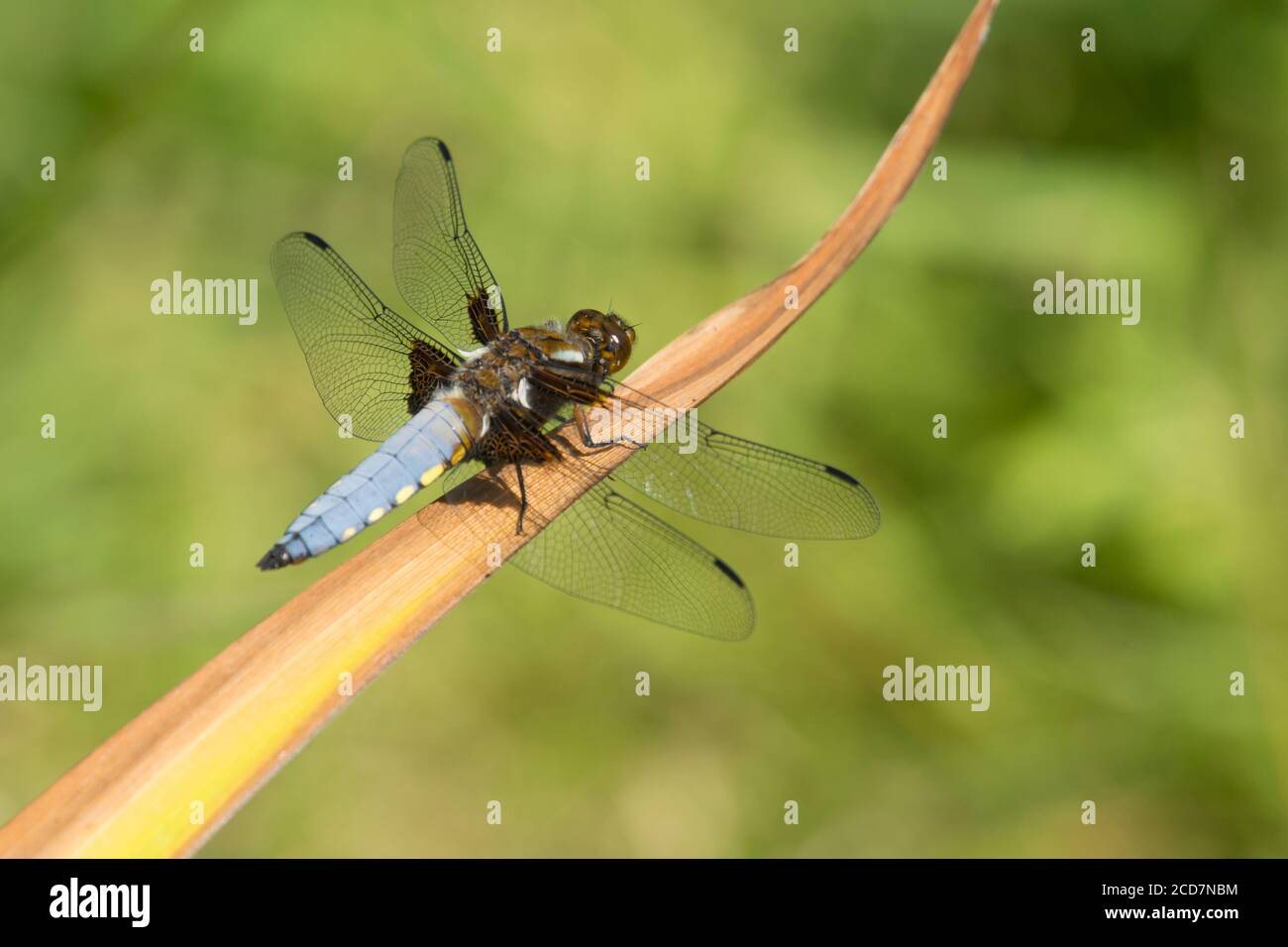 Chaser corposo, Libellula depressa, Darter corposo, libellula, maschio, giugno, Sussex, Regno Unito Foto Stock