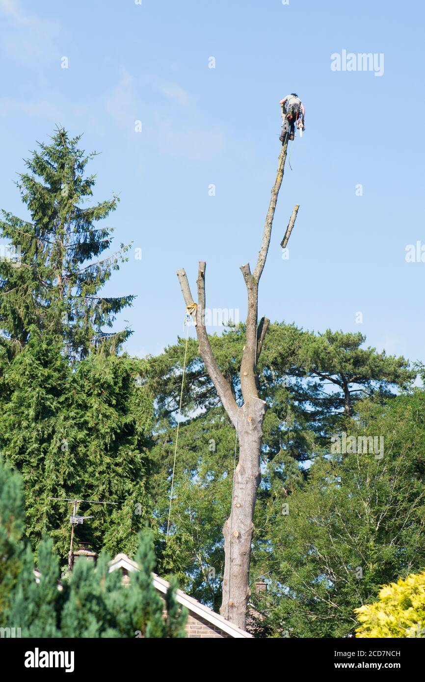 Chirurgo dell'albero con la catena ha visto in cima ad un albero alto che prende giù il relativo tronco principale, Regno Unito. Foto Stock