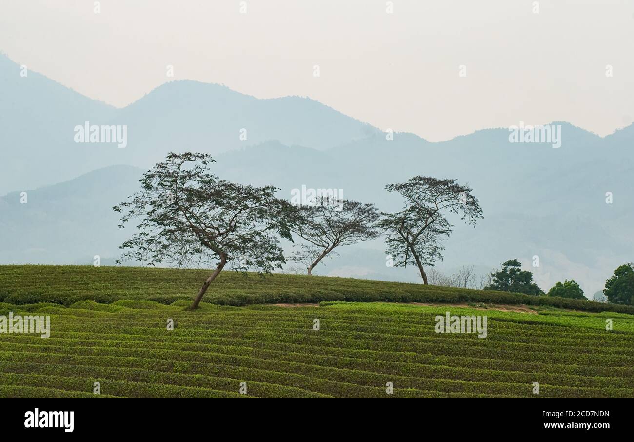 colline del tè, alte montagne Tuyen Quang, Vietnam, al mattino Foto Stock