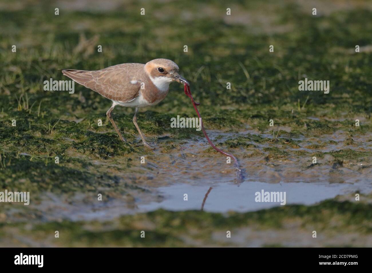 Greater Sand Plover (Charadrius leschenaultii), adulto alla Riserva Naturale delle Marche mai po, Deep Bay, Hong Kong, Cina 18 settembre 2017 Foto Stock