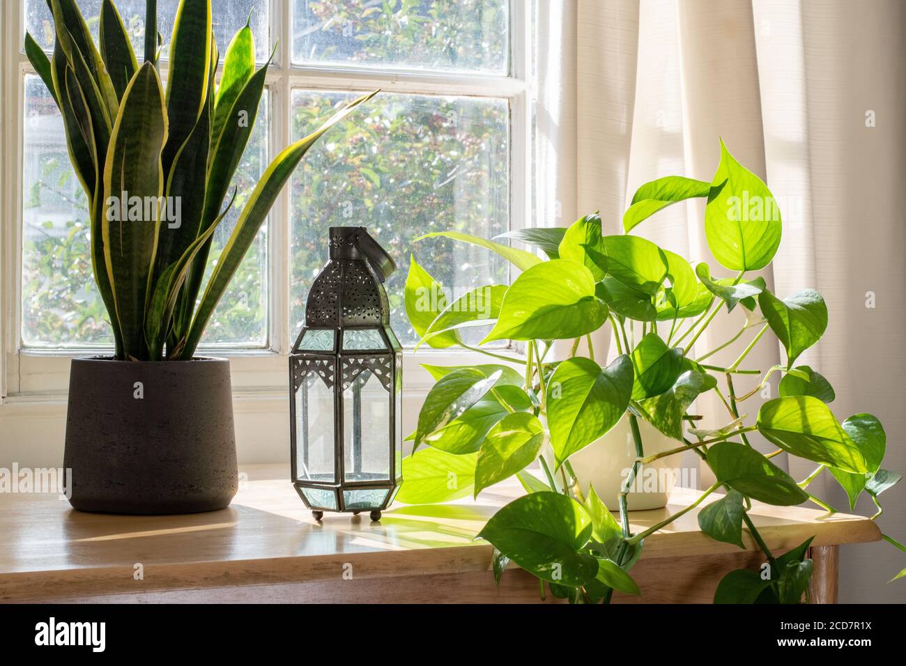 Serpente pianta e demoni Ivy in una casa splendidamente progettato o appartamento interno. Foto Stock
