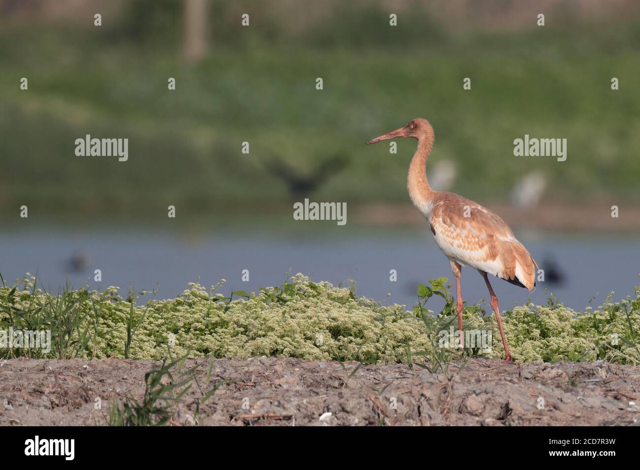 Crane siberiane (Leucogeranus leucogeranus), giovani, Riserva Naturale Marshes mai po, Deep Bay, Hong Kong, Cina 2 dicembre 2016 Foto Stock