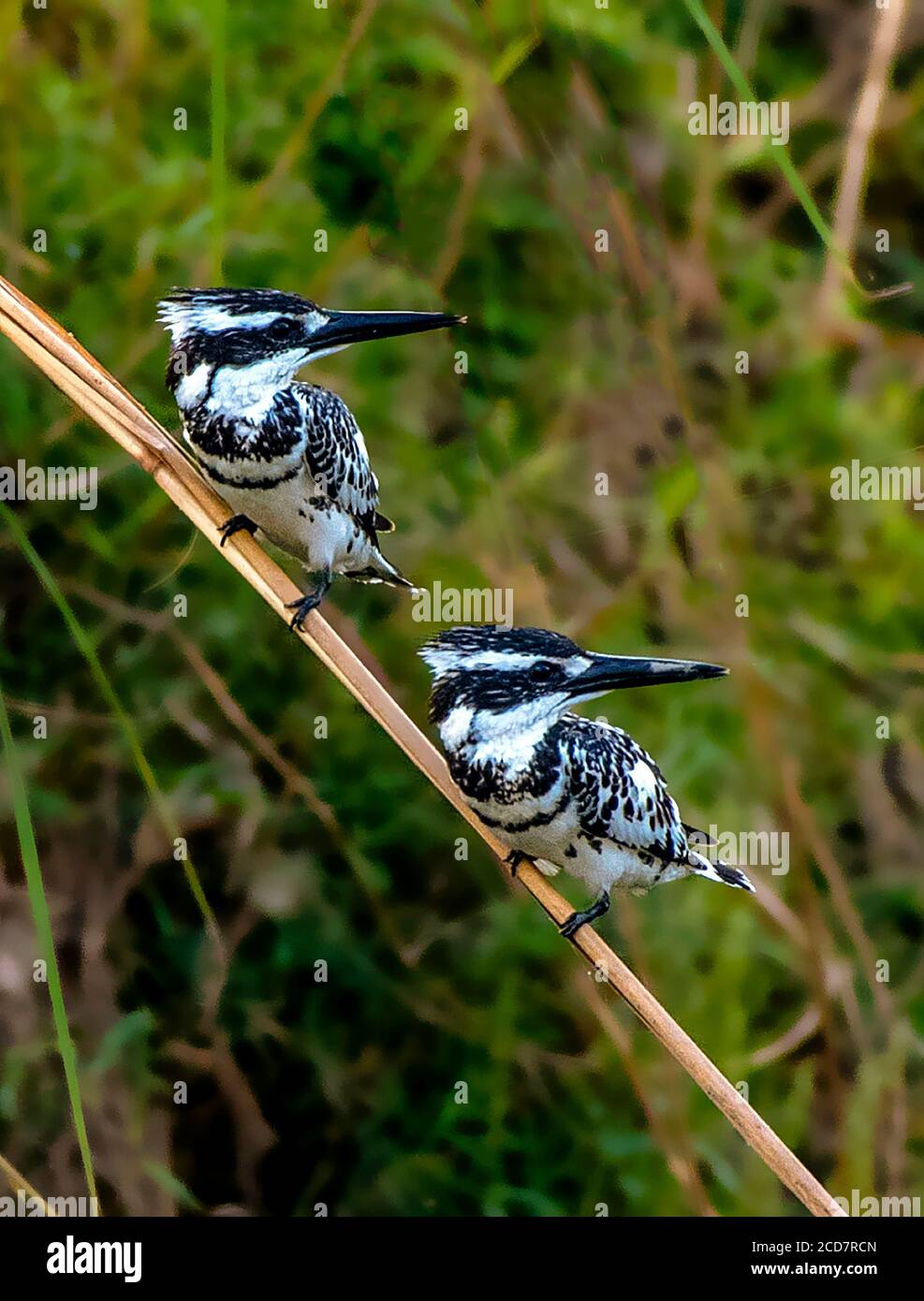 mangiatori di api nella fauna selvatica Foto Stock