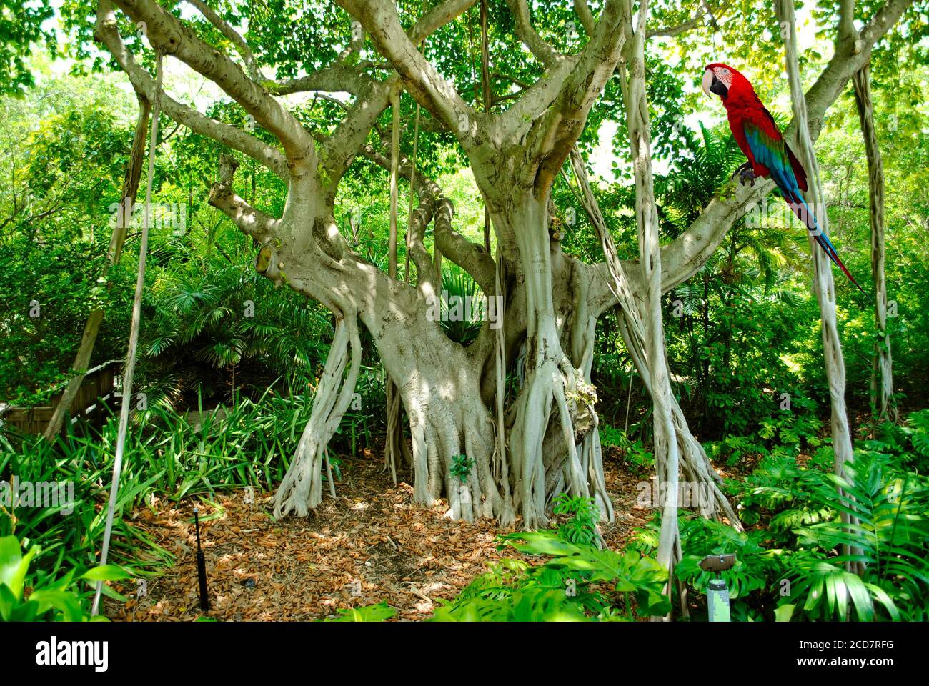 Scarlatto macaw nome latino Ara macao appollaiato su un Banyan Albero Nome latino Ficus benghalensis Foto Stock