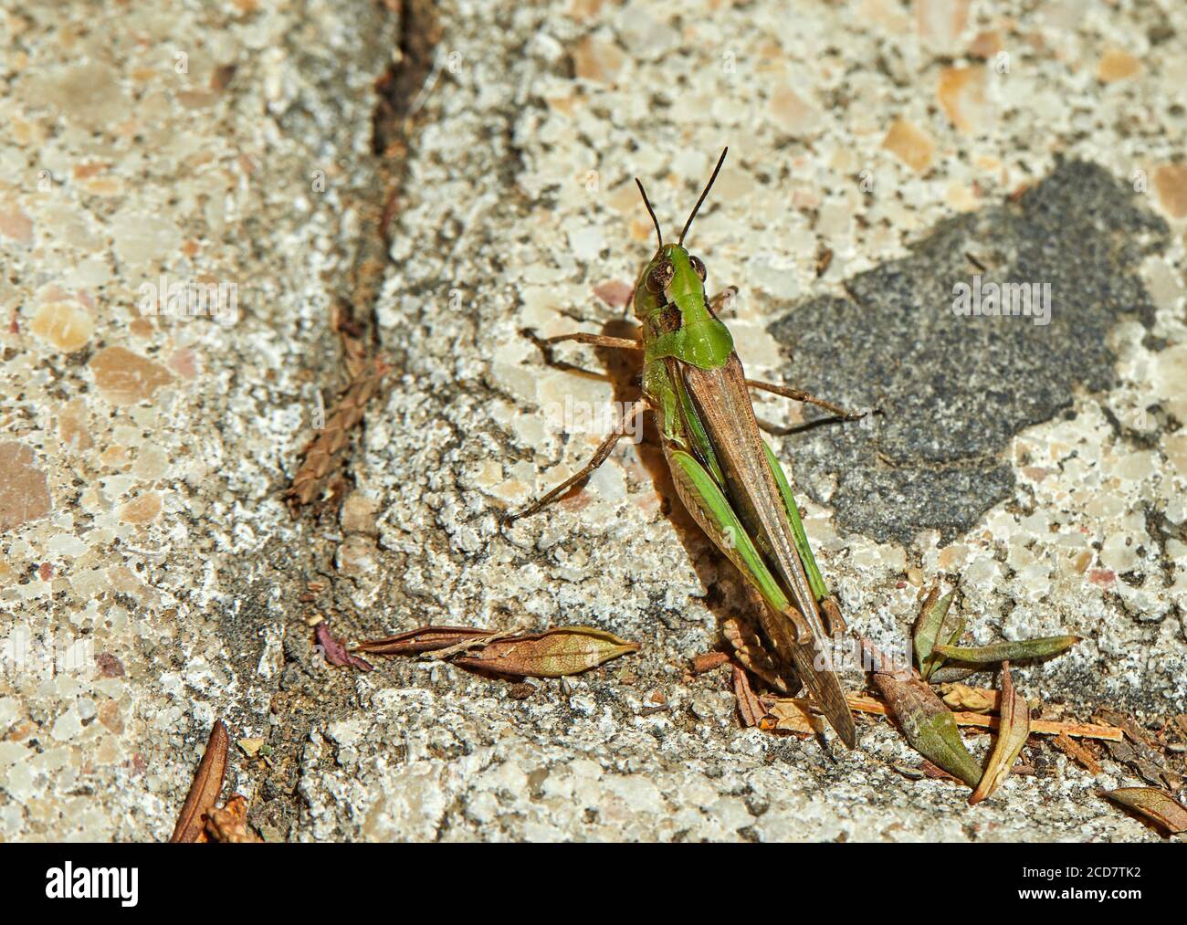 Grasshopper verde seduto a terra, riprese macro Foto Stock