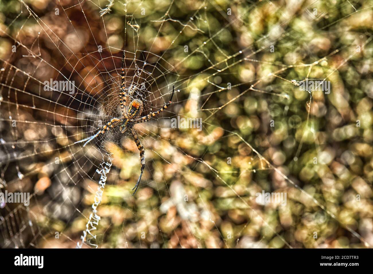 Cobweb tessuto su cespugli verdi con un ragno al centro, macro. Foto Stock