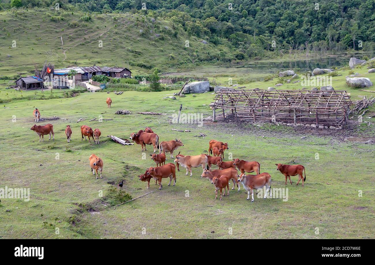 Mandria di mucche nel pascolo, Phu Tho, Vietnam Foto Stock