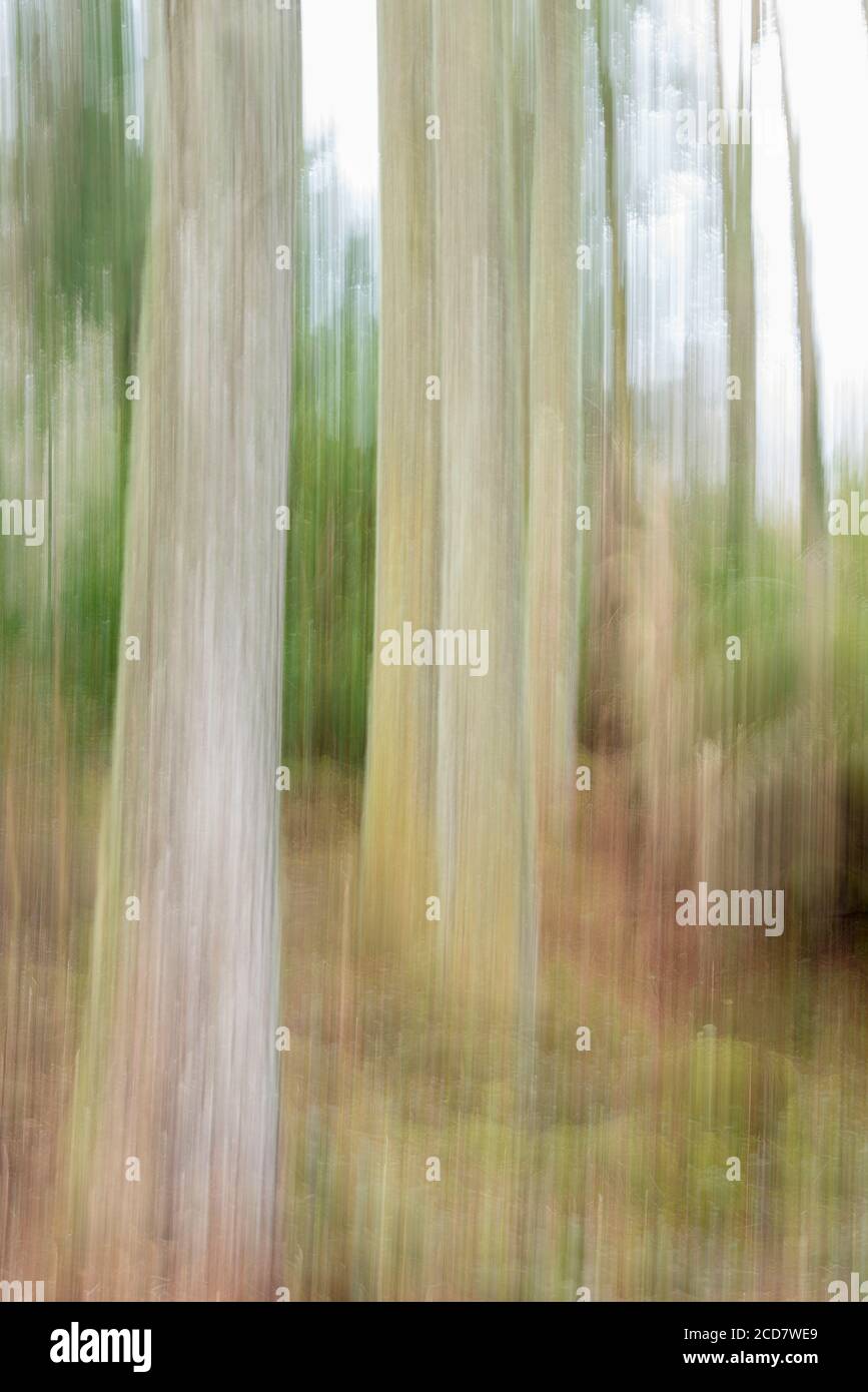 TRONCHI DI ALBERI IN UNA FORESTA CON SFOCATURA DEL MOVIMENTO Foto Stock