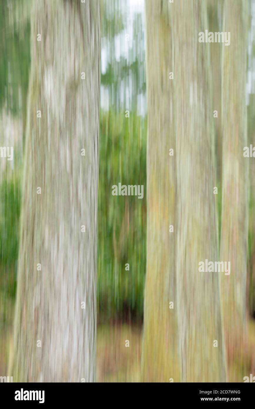 TRONCHI DI ALBERI IN UNA FORESTA CON SFOCATURA DEL MOVIMENTO Foto Stock