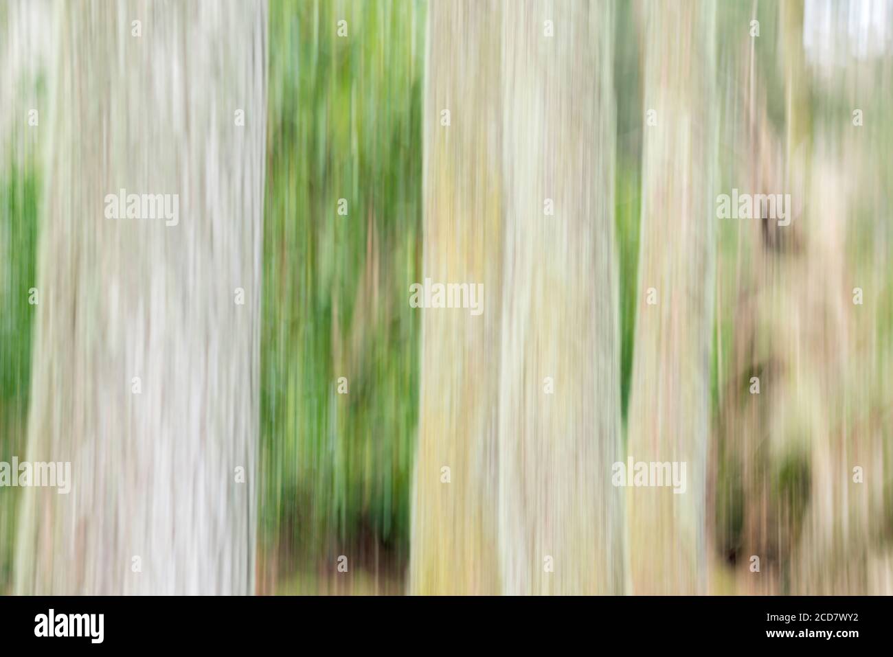 TRONCHI DI ALBERI IN UNA FORESTA CON SFOCATURA DEL MOVIMENTO Foto Stock