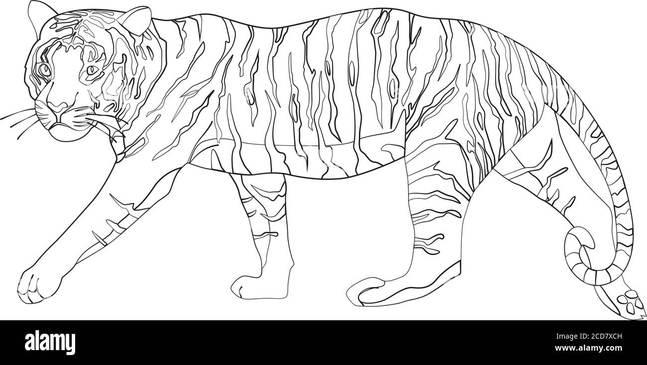 ᐈ Tigri stilizzati disegni di stock, fotografie tigre disegno | scarica su  Depositphotos®