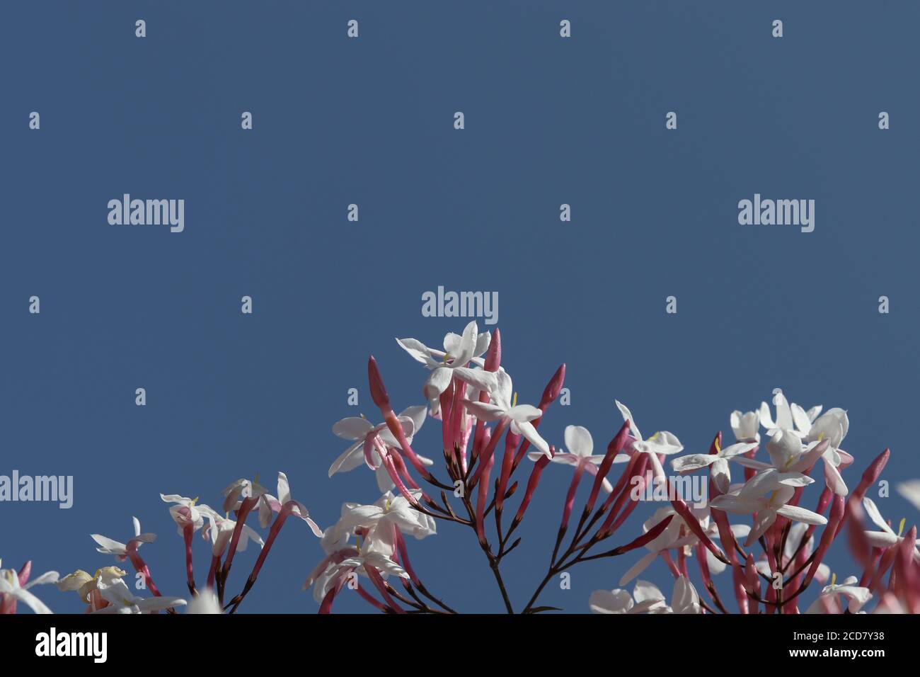 Jasmine fiori con il cielo come sfondo Foto Stock